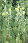 Sticky rosinweed